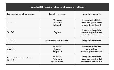 L allenamento all esercizio fisico prolungato aumenta la quantità di trasportatore GLUT4 nelle membrane muscolari trasportatore GLUT4 aumenta