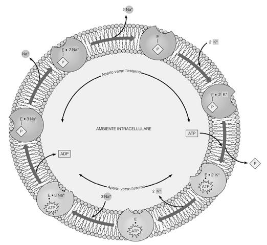 trasporto possono essere classificati in base alla loro funzione o rispetto al numero di molecole