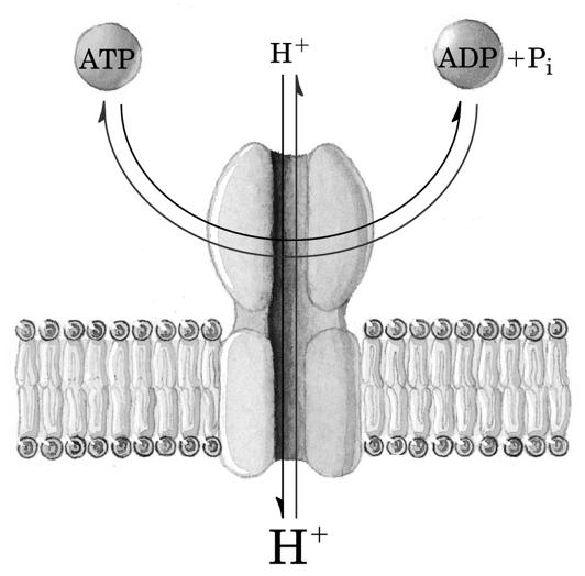 Una pompa che operi in senso contrario può funzionare come GENERATORE DI ENERGIA Il flusso protonico porta alla formazione di ATP Costituisce il sistema principale con cui l ATP viene sintetizzato