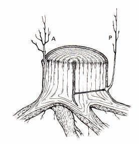 Molto spesso praticato su castagno Scopo: sfruttamento delle foreste per il legname (edilizia, combustibile)