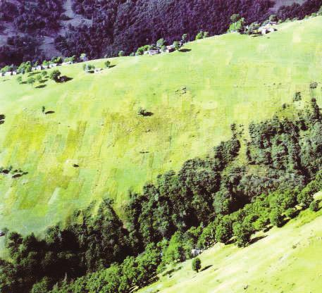 vigneti sono prati da sfalcio (versanti verso Nord + versanti soleggiati) - Prati dove c erano i campi (cereali,