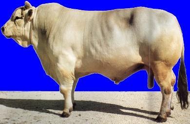 Classificazione funzionale delle razze bovine Specializzate per la produzione del latte: