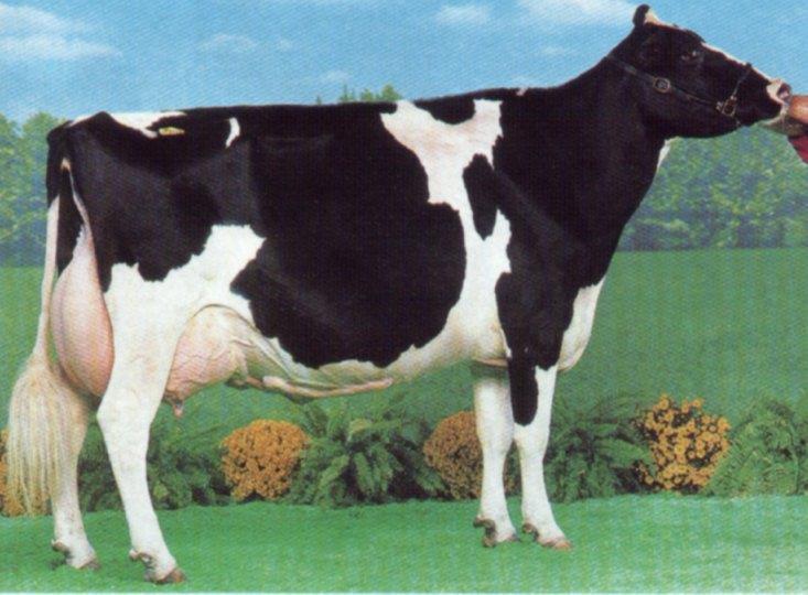 Razza Frisona (Olandese, Pezzata nera, Holstein Friesian) Razza cosmopolita per eccellenza, diffusa in tutto il mondo, in particolare Europa e America Consistenza mondiale 50 milioni di capi Origine: