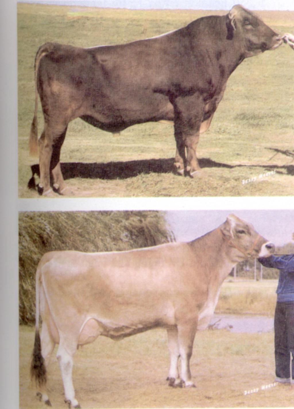 Brown Swiss Notare l accentuato dimorfismo sessuale per il mantello.