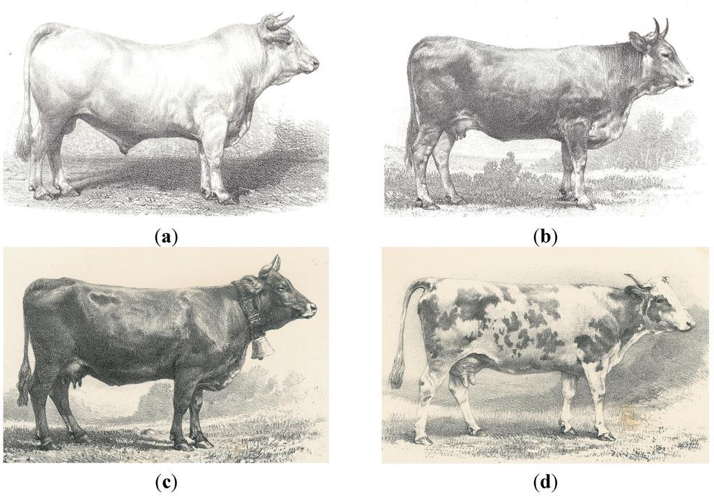 Charolais bull Limousin cow Alcune razze bovine nel