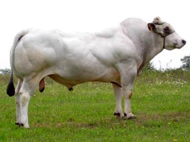 Piemontese della coscia o Fassone Tipo di piemontese originato da una mutazione spontanea del gene miostatina, avvenuta nel 1886, quando nacque un vitello