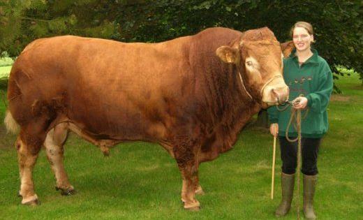 Limousine Mantello di colore fromentino vivo e una taglia media. Tori 10000-12000 kg Vacche 550-800 kg. Originaria del Limousin (provincia di Limoges).