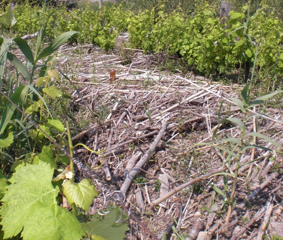 antropici, ha agito sulla portata del fiume derivando o immettendo nuovi apporti o anche solo regolando il regime degli stessi, ma è anche intervenuto direttamente sulla disponibilità di detrito ad