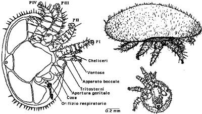 PUNGENTE E SUCCHIANTE - UOVA LUNGHE CIRCA MEZZO MILLIMETRO MASCHIO - LARGHEZZA 0,7 mm LUNGHEZZA 0,8 mm - COLORE BIANCO GIALLASTRO - APPARATO