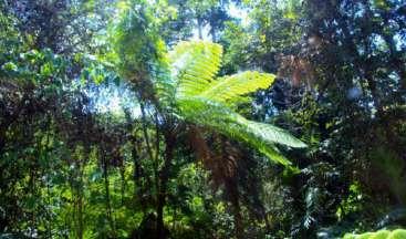Nel Kakadu National Park sono racchiuse zone di foresta pluviale monsonica e gole coperte di lussureggianti felci.