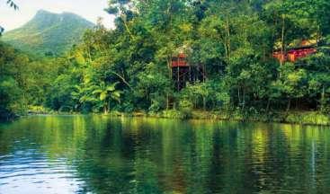 antica foresta pluviale tropicale della terra.