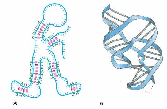 Le molecole di RNA possono assumere particolari strutture che conferiscono loro particolari funzioni.