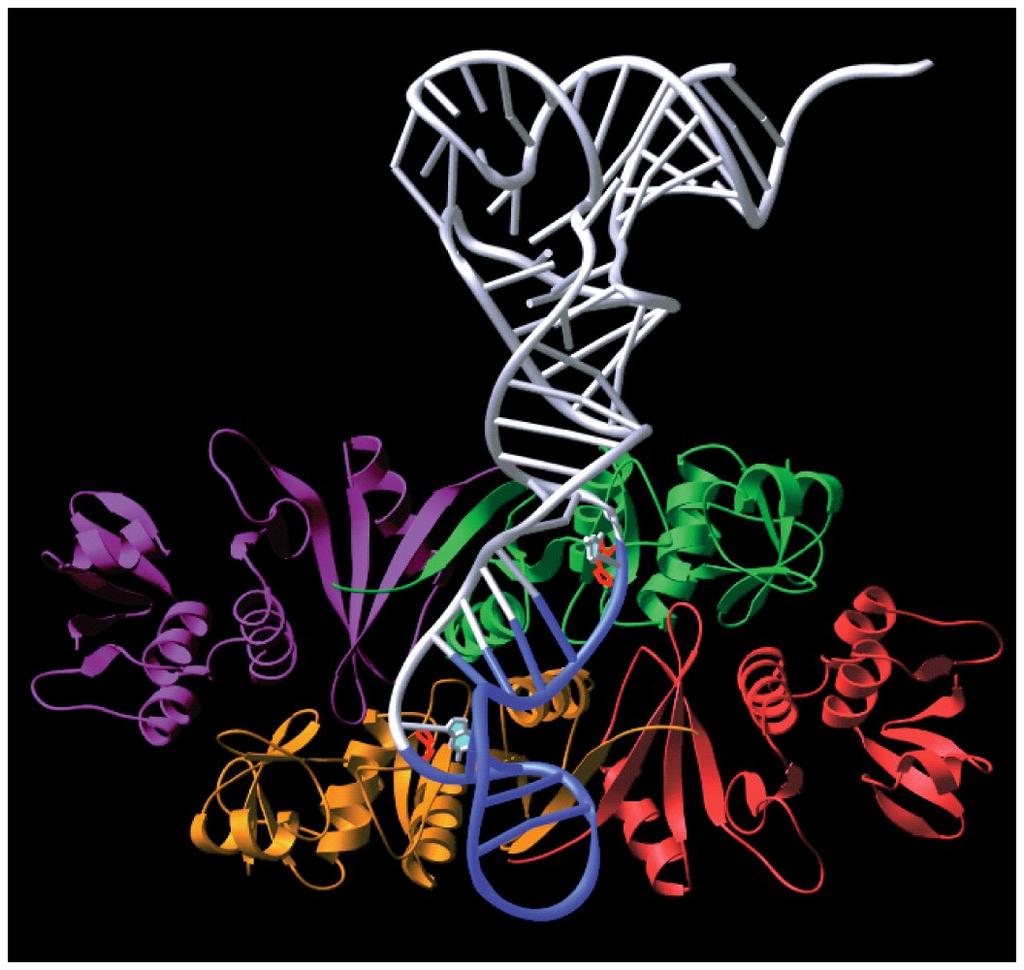 Molecular Biology of