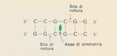 piatte taglio sfalsato frammenti ad