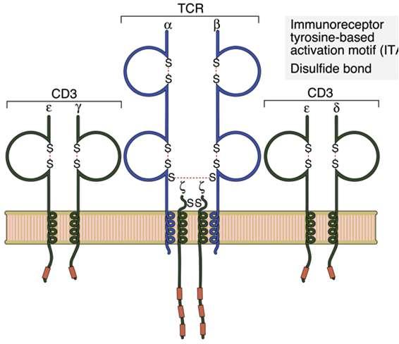 ITAM La fosforilazione delle ITAM del CD3 e delle catene z avviene pochi secondi dopo la stimolazione del TCR Due famiglie di PTK fosforilano e interagiscono con le ITAM Src e Syk Inibitori delle