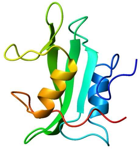 Dominio SH2 SH2, Src Homology 2 Dominio proteico strutturalmente conservato contenuto in Src ed altre proteine che trasducono segnali SH2 lega residui di Tyr fosforilati nel contesto di specifiche