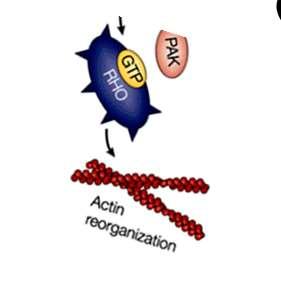 LAT SLP76 VAV CD3 abtcr CD4 CD28 lck ZAP LAT PLC vav Attivazione fattori trascrizione Attivazione fattori di trascrizione De novo sintesi c-fos componente