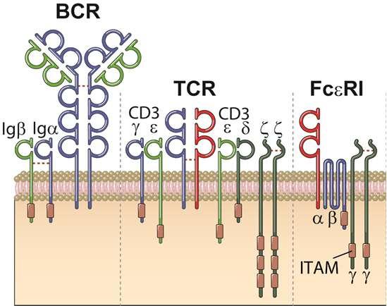 CD3 catene g, d, e omologhe l una con l altra singolo dominio Ig 1 eterodimero d/e 1 eterodimero g/e Complesso del TCR catena z omodimero z/z in 90% CD3 eterodimero z/h in 10% CD3 h splicing