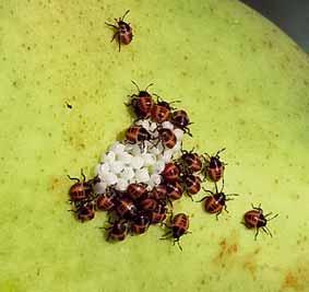 Fra le colture estensive la soia ha certamente rappresentato un punto comune di aggregazione della cimice in ogni suo stadio larmente esposti alle punture sono i gruppi di frutti, dove H.