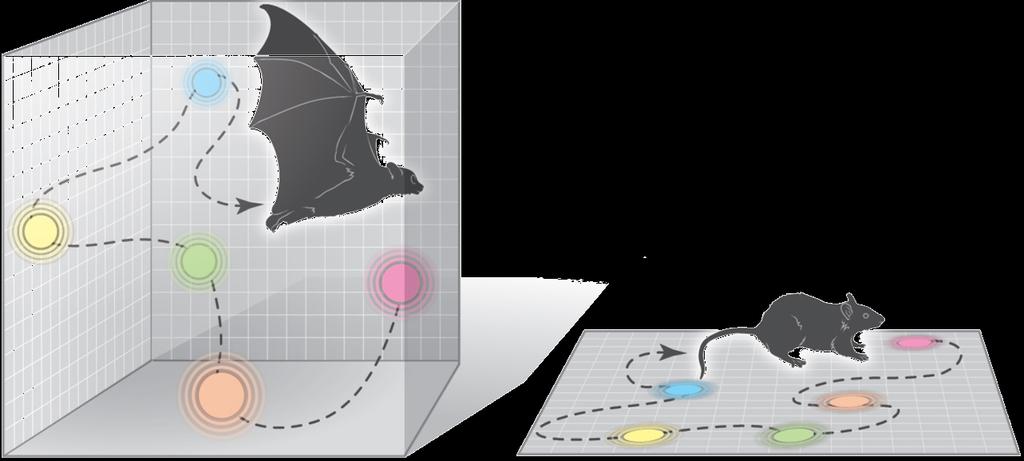 Rappresentazioni 3D Piramidali in CA1