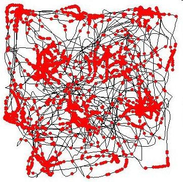 state registrate le place cells Grid cells Cellule entorinali mostrano spatial fields con una struttura periodica esagonale I campi formano una grliglia che