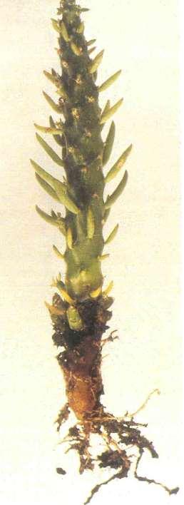 Rhizoctonia solani Ospiti noti: Cereus peruvianus, Opuntia spp.