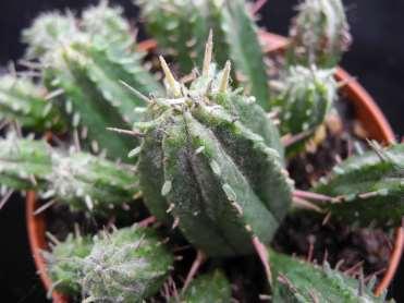Euphorbia susannae (Euphorbiaceae) Il patogeno: