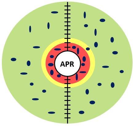 Risultati e discussione Esito degli antibiogrammi Resistente Intermedio Sensibile Levofloxacina: