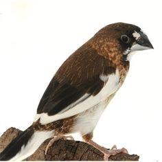 (Serinus canaria) Cardellino