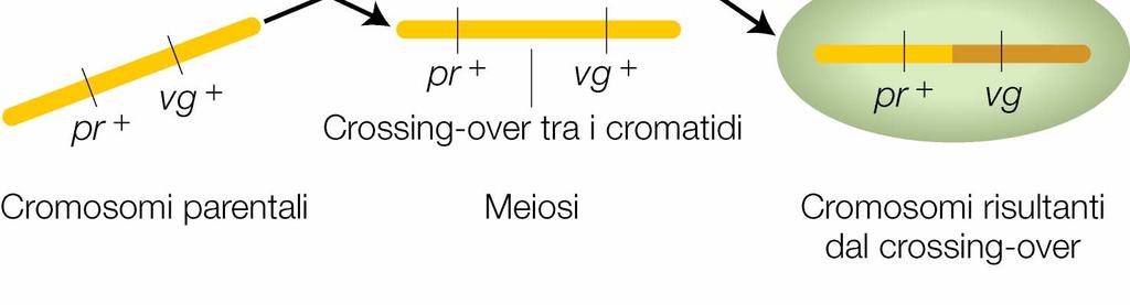 Morgan sapeva che durante la meiosi i 2