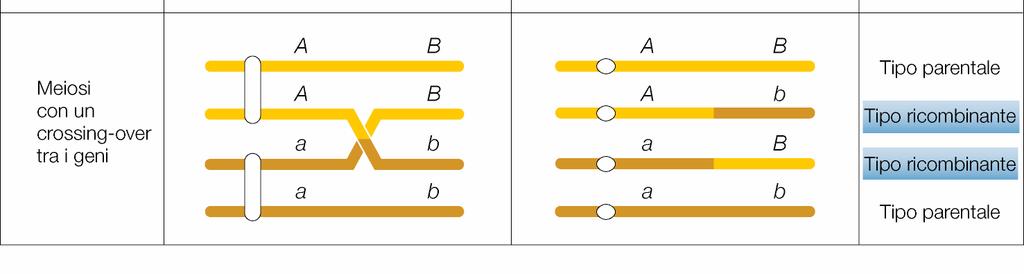 solo una parte degli omologhi ricombina;