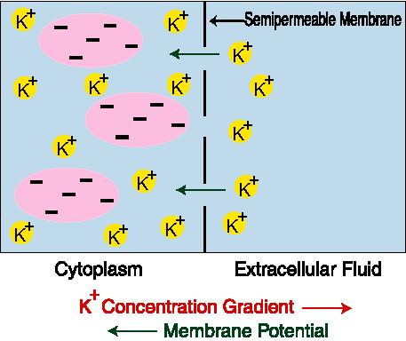 As K + leaves, the macromolecules with their many negative charges remain; this leads to