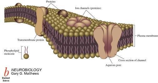 Costituenti strutturali della membrana danno origine a alle proprietà elettriche: Proprietà elettriche delle membrane biologiche Capacità: determinata dall impermeabilità agli ioni del doppio strato