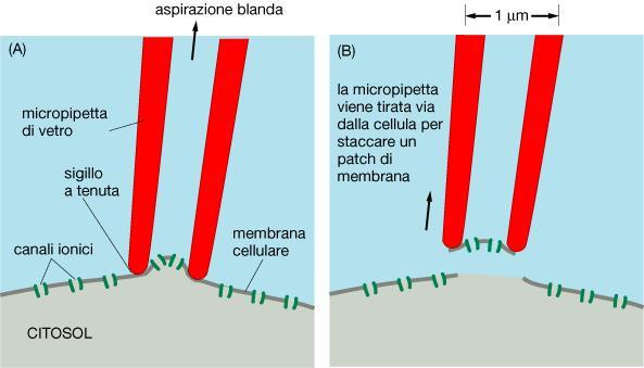 Metodi elettrofisiologici