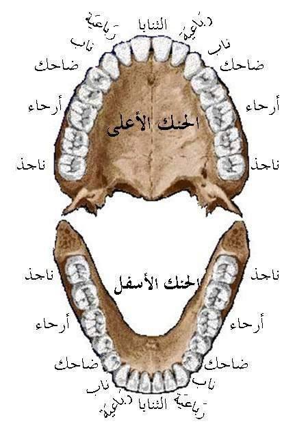) األسناف ( 32 I denti (32) Palato superiore (Incisivi centrali الثنايا )4 Palato inferiore (Incisivi