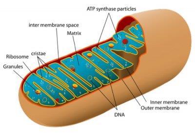Il Mitocondrio Produzione di ATP (potere riducente) I processi biochimici