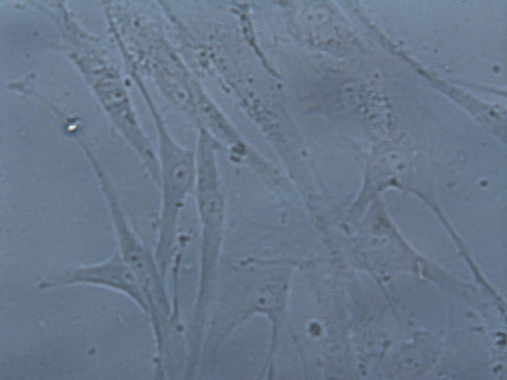I fibroblasti Cellule più comuni del derma, producono collagene ed elastina e sono responsabili dell elasticità e tonicità della pelle I ROS