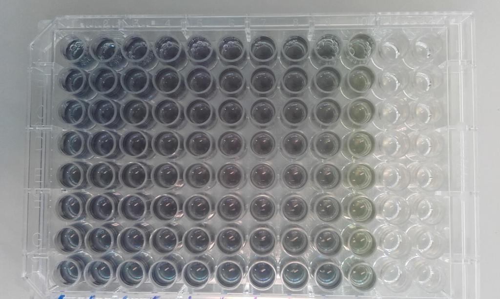 Il test colorimetrico MTT bromuro di 3-(4,5-dimetiltiazol-2-il)-2,5- difeniltetrazolio Il saggio MTT, misura l attività degli enzimi mitocondriali (succinato