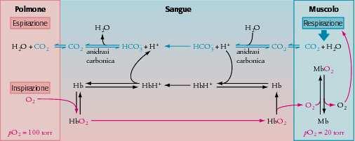 1) L affinità di Hb per O 2 dipende dal ph e da CO 2 Il ph del sangue nei polmoni è 7.