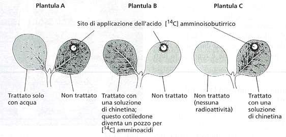 Le citochinine trasformano il tessuto in un