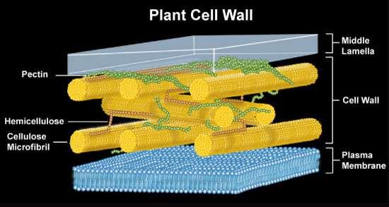 Es: composizione parete primaria dicotiledoni : cellulosa (30%) cellulasi