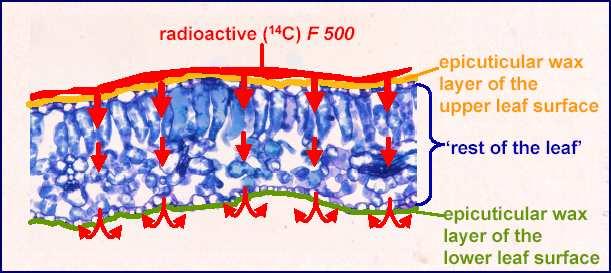 Traslocazione translaminare di Pyraclostrobin Pyraclostrobin radioattivo (C 14 ) Strato