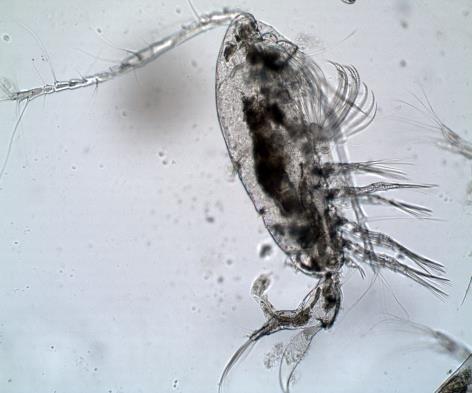 Acartia enzioi Copilia mediterranea, Micr. ottico Larva di Echinoderma, Micr.