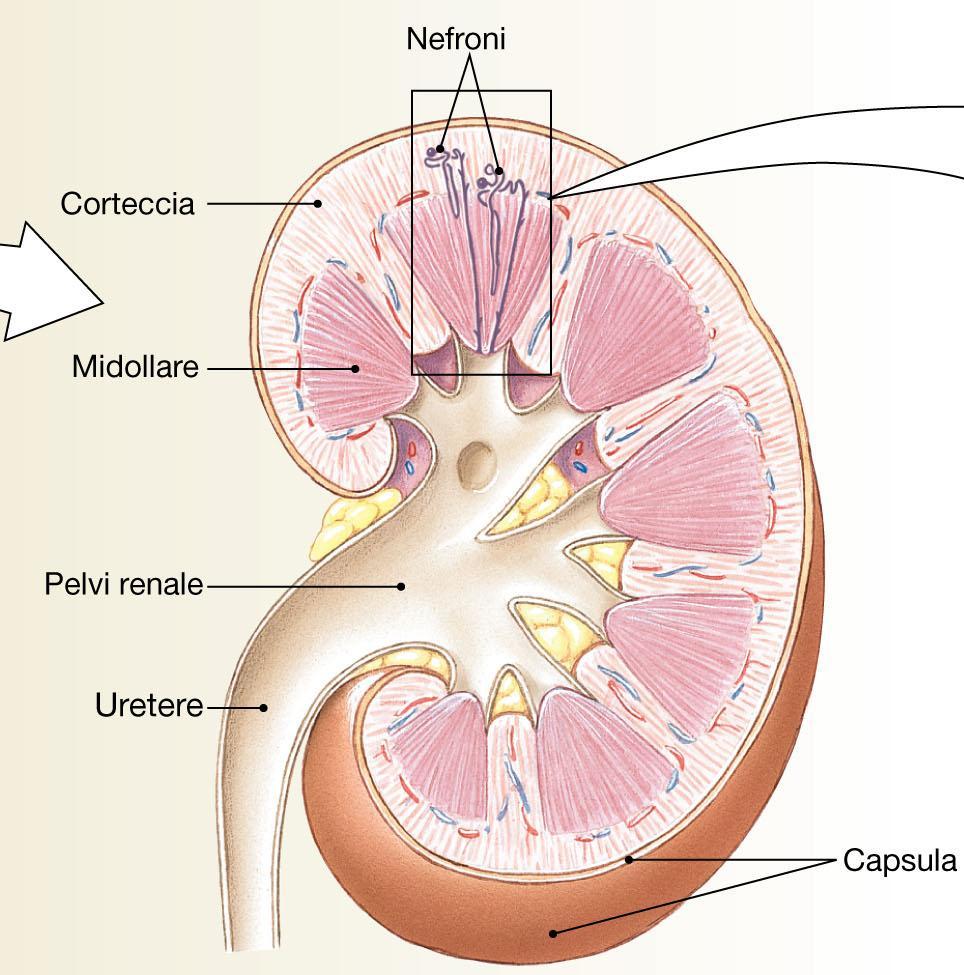 Anatomia funzionale del rene Funzione dei reni: Regolazione del volume del liquido extracellulare Regolazione dell osmolarità