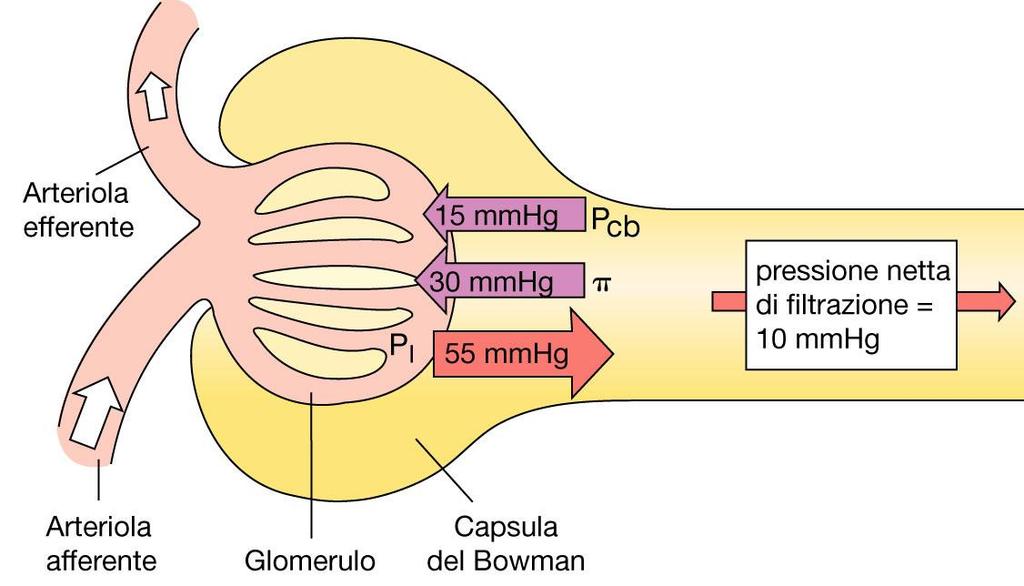 Forze che guidano la filtrazione Pressione idrostatica: spinge il liquido fuori dei capillari Pressione osmotica: dovuta alla differenza di