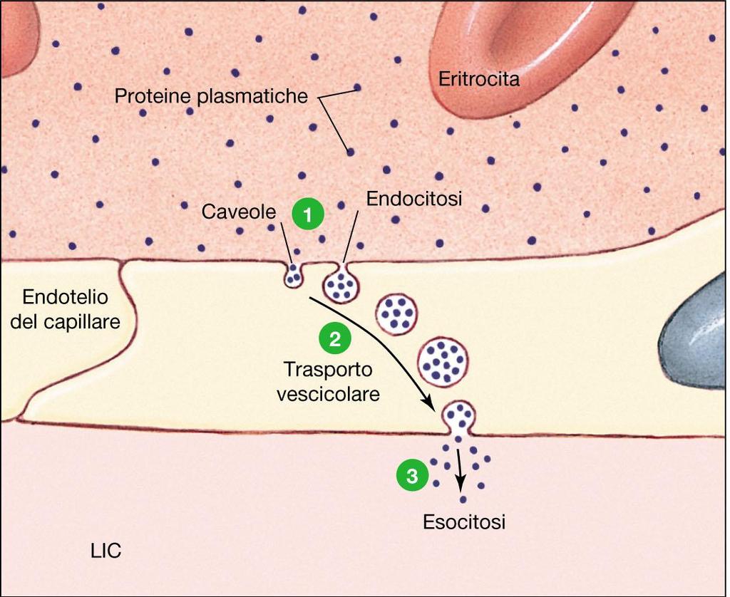 Piccole proteine e ormoni presenti nel filtrato entrano nelle cellule epiteliali del