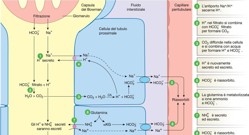 Riassorbimento del bicarbonato