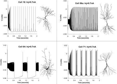 Il neurone http://www.neuro.soton.ac.uk/~jchad/cellarchive/index/l10rg.gif Neurone piramidale CA1 Ippocampo Neurone granulare Ippocampo Grande variabilità nella morfologia.