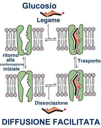 TRASPORTATORE DEL GLUCOSIO Esempio di T.