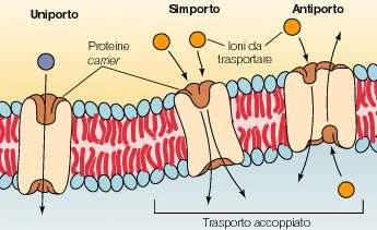 Trasporto attivo Ci sono meccanismi diversi che presiedono al trasporto attivo Essi hanno in comune: Sono specifici per una data specie molecolare Richiedono energia perché trasportano contro